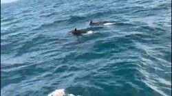 Artisanal Snorkeling Boat Tour for up to 4 Guests