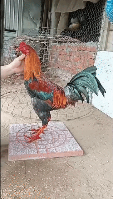chân điểm tám mong đen 2k9. Mua bán Gà tại Huyện Châu Phú An Giang được đăng bởi Nam Phan hình 1