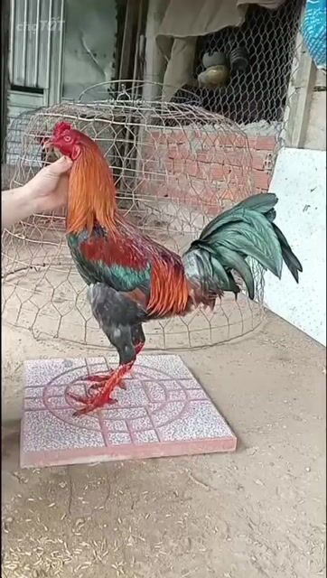 chân điểm tám mong đen 2k9. Mua bán Gà tại Huyện Châu Phú An Giang được đăng bởi Nam Phan hình 1
