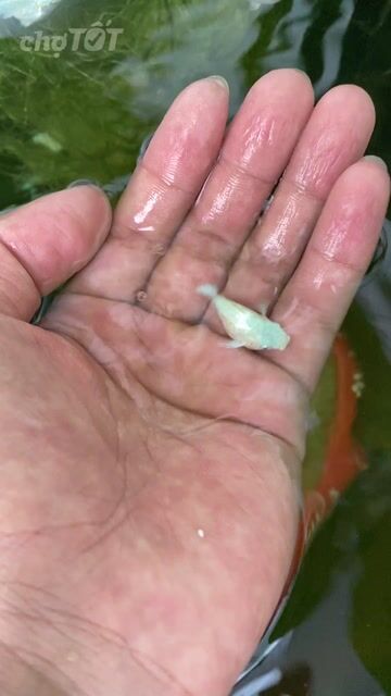 CÁ MOLY SIZE TƠ. Mua bán Thú cưng khác tại Quận 12 Tp Hồ Chí Minh được đăng bởi VUI LÀ CHÍNH hình 1