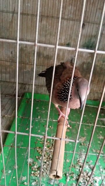 Chim cu gáy trống Lai Indo Thái. Mua bán Chim tại Quận 10 Tp Hồ Chí Minh được đăng bởi Phuoc Trần hình 1