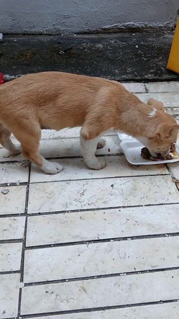 Chó Corgi nâu trắng 3 tháng tuổi. Mua bán Chó tại Thành phố Tân An Long An được đăng bởi Binh Duong hình 1