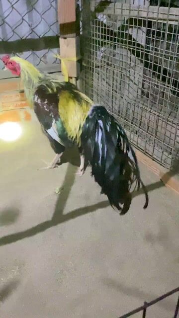 Gà chọi 3kg chân trắng mỏ trắng. Mua bán Gà tại Quận Ô Môn Cần Thơ được đăng bởi nguyễn thành thảo hình 1