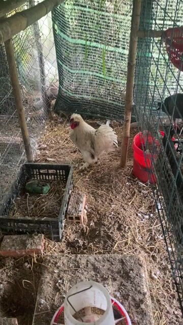 Gà kiểng đang ấp trứng. Mua bán Gà tại Thành phố Bạc Liêu Bạc Liêu được đăng bởi Nguyễn thanh quy hình 1