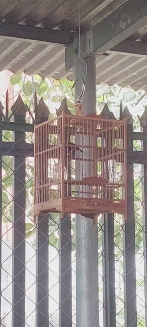 Chim Hút mật 7 màu thuần 2 mùa. Mua bán Chim tại Huyện Vĩnh Cửu Đồng Nai được đăng bởi Tấn Khang hình 1