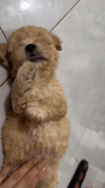 Chó Poodle Tiny Nâu Vàng Gần 2 tháng. Mua bán Chó tại Thành phố Pleiku Gia Lai được đăng bởi Phạm Kiên Cường hình 1