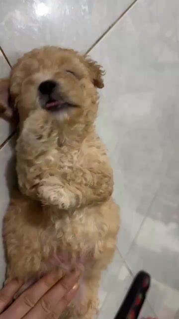 Chó Poodle Tiny Nâu Vàng Gần 2 tháng. Mua bán Chó tại Thành phố Pleiku Gia Lai được đăng bởi Phạm Kiên Cường hình 1