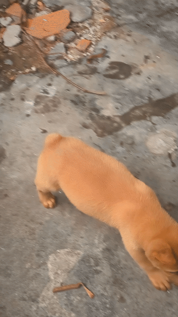 Chó Mông Cộc Đực Vàng Cháy + Lưỡi Đen Chuẩn Giống.. Mua bán Chó tại Quận Gò Vấp Tp Hồ Chí Minh được đăng bởi Shop SH Và Chó Cộc Sài Gòn hình 1