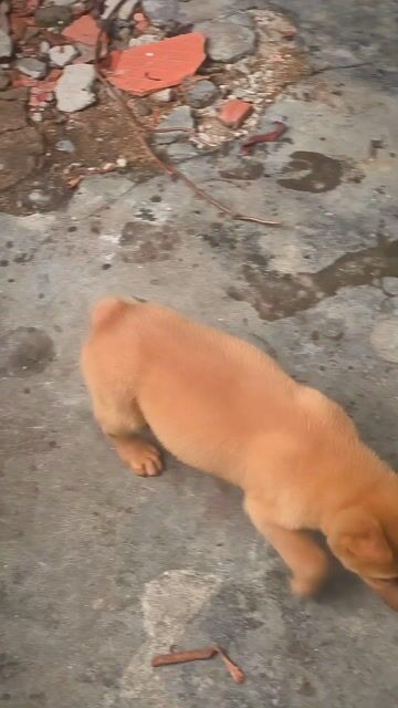 Chó Mông Cộc Đực Vàng Cháy + Lưỡi Đen Chuẩn Giống.. Mua bán Chó tại Quận Gò Vấp Tp Hồ Chí Minh được đăng bởi Shop SH Và Chó Cộc Sài Gòn hình 1