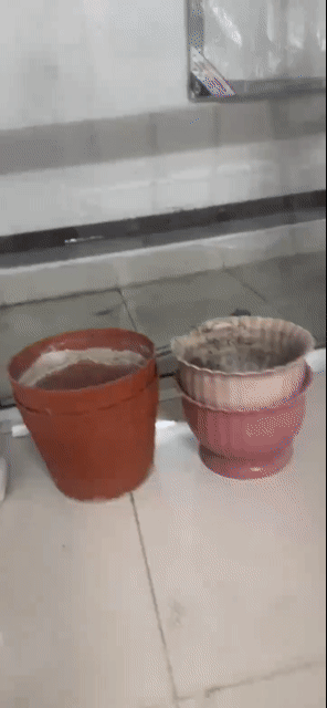 7 chậu cây 100. Mua bán Cây cảnh, đồ trang trí tại Quận 6 Tp Hồ Chí Minh được đăng bởi Tâm hình 1