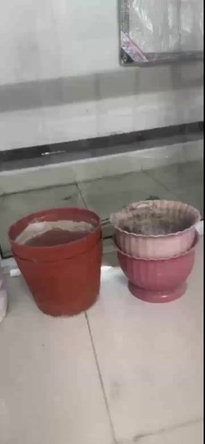 7 chậu cây 100. Mua bán Cây cảnh, đồ trang trí tại Quận 6 Tp Hồ Chí Minh được đăng bởi Tâm hình 1