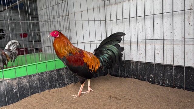 Que cuban mỹ 1kg420 tay tốt gà tơ 6th. Mua bán Gà tại Huyện Bình Chánh Tp Hồ Chí Minh được đăng bởi Chú Bé Bán Gà  hình 1
