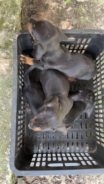 Chó Dachshund con Đen Nâu. Mua bán Chó tại Huyện Mỏ Cày Nam Bến Tre được đăng bởi Le Nhien hình 1