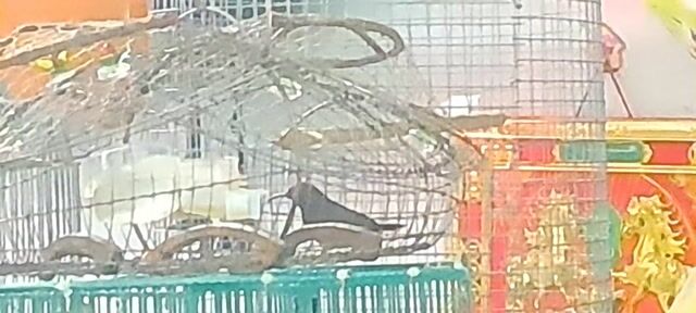 hút mật. mồi. Mua bán Chim tại Thành phố Thủ Đức Tp Hồ Chí Minh được đăng bởi Hung hình 1