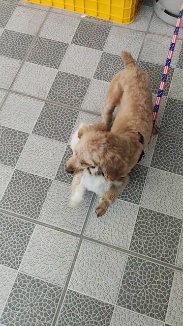 poodle tiny tecup cái trắng 5 tháng tuổi. Mua bán Chó tại Huyện Long Thành Đồng Nai được đăng bởi Anh Đức hình 1