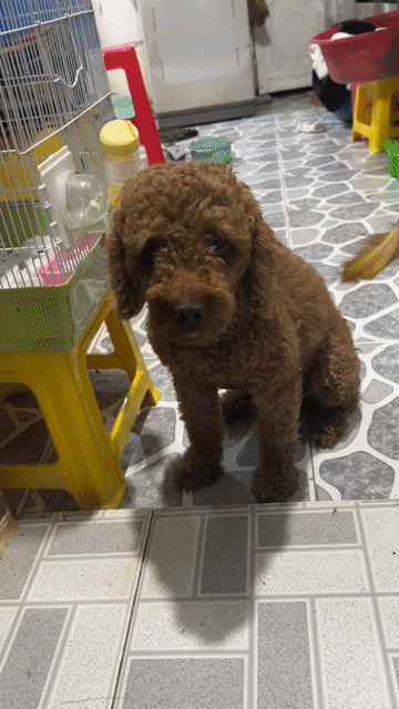 Chó Poodle đực 1 tuổi rưỡi. Mua bán Chó tại Huyện Cần Giuộc Long An được đăng bởi Hương Ú Nhà Chính Chủ hình 1