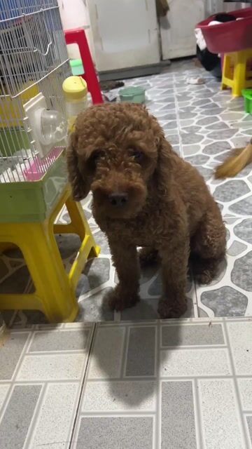 Chó Poodle đực 1 tuổi rưỡi. Mua bán Chó tại Huyện Cần Giuộc Long An được đăng bởi Hương Ú Nhà Chính Chủ hình 1