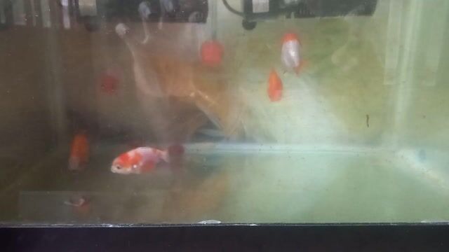 Cá Ranchu 1 ngón 5 con màu đẹp. Mua bán Thú cưng khác tại Quận Phú Nhuận Tp Hồ Chí Minh được đăng bởi van la hình 1