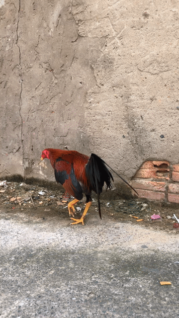 Gà chọi Cuban Mỹ Nâu đen 1k320. Mua bán Gà tại Quận Bình Tân Tp Hồ Chí Minh được đăng bởi arb hình 1