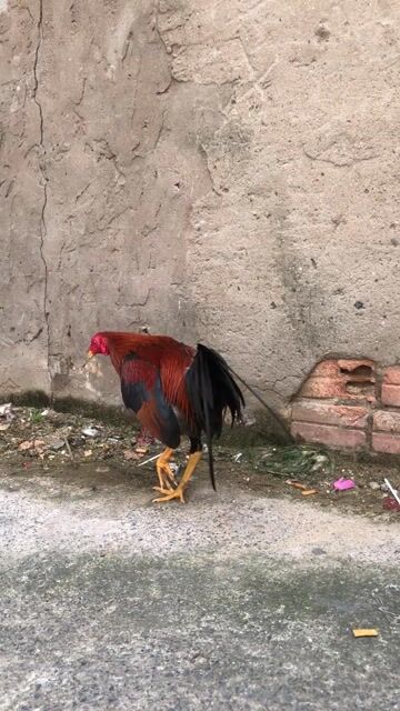 Gà chọi Cuban Mỹ Nâu đen 1k320. Mua bán Gà tại Quận Bình Tân Tp Hồ Chí Minh được đăng bởi arb hình 1