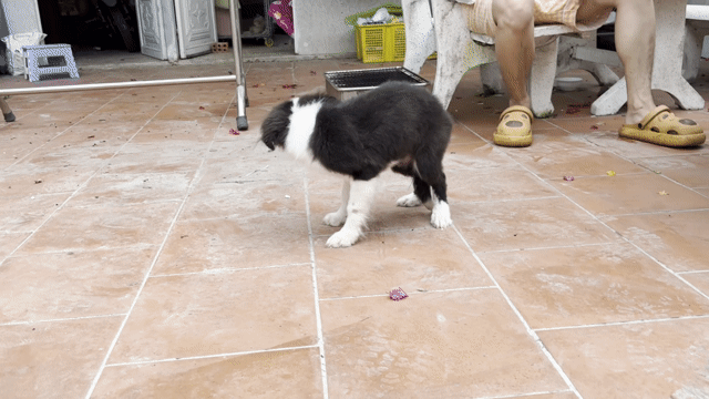Chó Border Collie Cái Đen trắng 3.5 tháng. Mua bán Chó tại Huyện Cần Giuộc Long An được đăng bởi Tiny Mèo hình 1