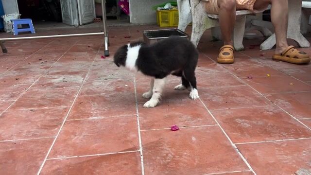 Chó Border Collie Cái Đen trắng 3.5 tháng. Mua bán Chó tại Huyện Cần Giuộc Long An được đăng bởi Tiny Mèo hình 1