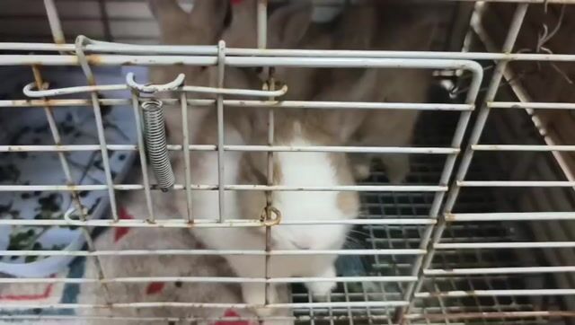 Thỏ Hà Lan lùn lai Minilop 1 tháng đã tiêm. Mua bán Thú cưng khác tại Quận Hai Bà Trưng Hà Nội được đăng bởi Nguyễn hình 1