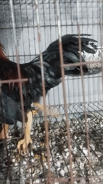Gà tre trưởng thành. Mua bán Gà tại Huyện Xuân Trường Nam Định được đăng bởi Su hình 1