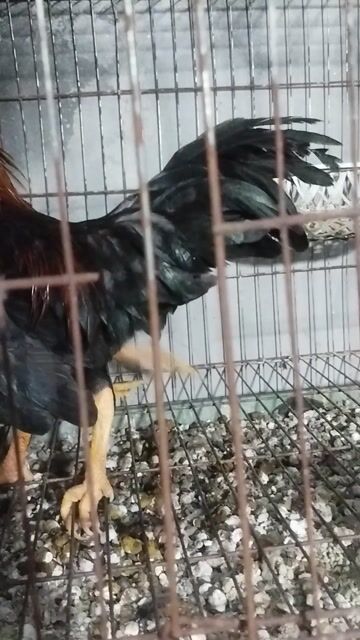 Gà tre trưởng thành. Mua bán Gà tại Huyện Xuân Trường Nam Định được đăng bởi Su hình 1