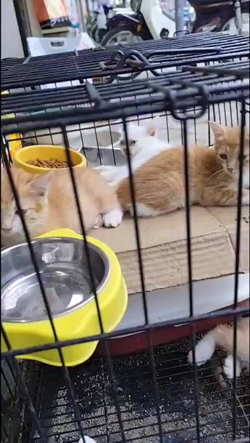 mèo tam thể nhịn thẻ nhỏ xinh mặt tròn. Mua bán Mèo tại Quận Hoàng Mai Hà Nội được đăng bởi HÀ NỘI BẤT ĐỘNG SẢN hình 1