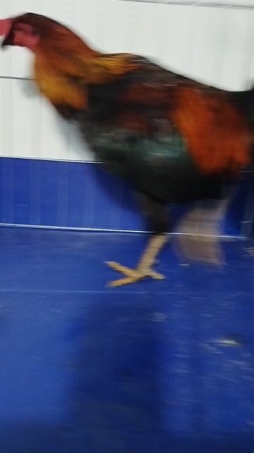 que Htach mỹ  2k450 lại nặng trang 3kngoài. Mua bán Gà tại Huyện Hóc Môn Tp Hồ Chí Minh được đăng bởi hai gà lông gà tre  hình 1