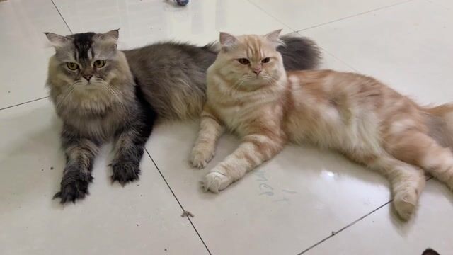 🐾 TÌM NHÀ MỚI CHO BÉ MÈO ANH LÔNG DÀI 🏡. Mua bán Mèo tại Thành phố Biên Hòa Đồng Nai được đăng bởi Thảo Nguyễn hình 1