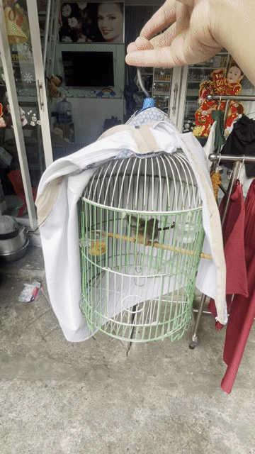 Chim Sâu lác.. Mua bán Chim tại Quận Tân Phú Tp Hồ Chí Minh được đăng bởi bim bim  hình 1