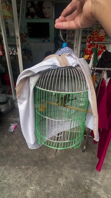 Chim Sâu lác.. Mua bán Chim tại Quận Tân Phú Tp Hồ Chí Minh được đăng bởi bim bim  hình 1