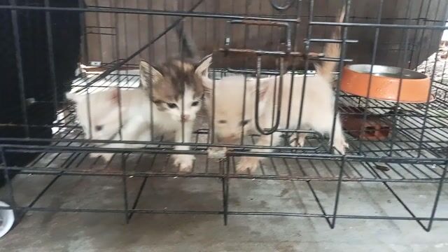 Mèo Anh đực cái 3 tháng. Mua bán Mèo tại Huyện Củ Chi Tp Hồ Chí Minh được đăng bởi HÒA TRẦN 1 hình 1