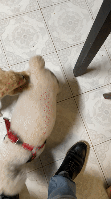 poodle pom thuần chủng , 5th tuổi , đã tiêm chủng. Mua bán Chó tại Quận Tây Hồ Hà Nội được đăng bởi Trần Hùng hình 1