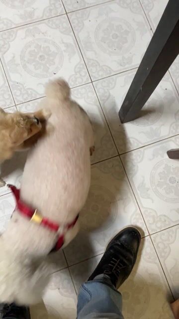 poodle pom thuần chủng , 5th tuổi , đã tiêm chủng. Mua bán Chó tại Quận Tây Hồ Hà Nội được đăng bởi Trần Hùng hình 1