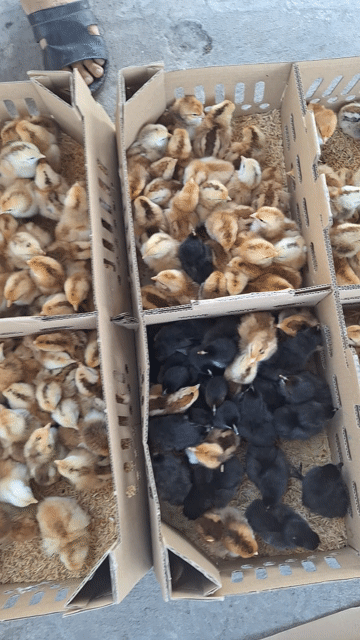 Gà con mới nở đã chích. Mua bán Gà tại Quận 12 Tp Hồ Chí Minh được đăng bởi Lê Thị Hảo hình 1
