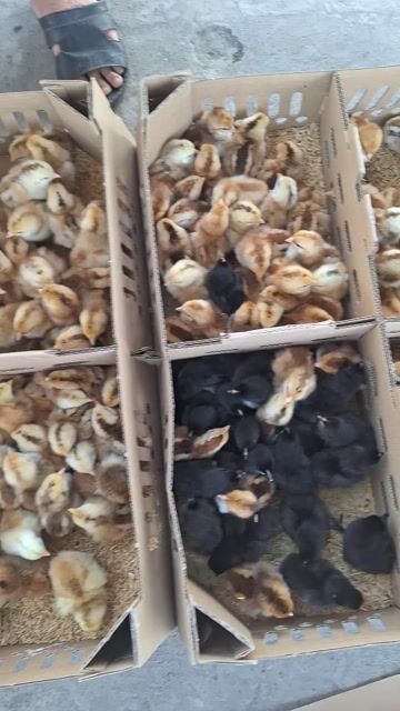 Gà con mới nở đã chích. Mua bán Gà tại Quận 12 Tp Hồ Chí Minh được đăng bởi Lê Thị Hảo hình 1