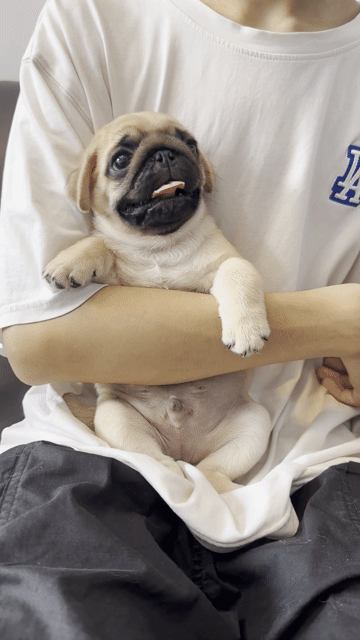 Chó Pug vàng kem cả hai. Mua bán Chó tại Quận Hoàng Mai Hà Nội được đăng bởi Giang  hình 1