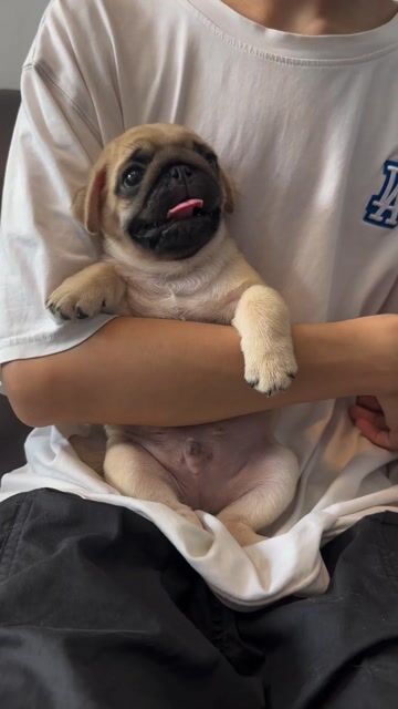 Chó Pug vàng kem cả hai. Mua bán Chó tại Quận Hoàng Mai Hà Nội được đăng bởi Giang  hình 1