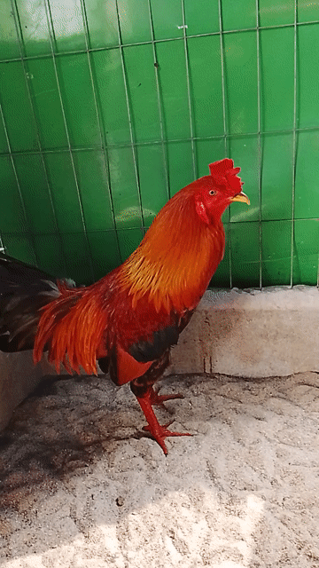 Gà Điều vàng  2k670. Mua bán Gà tại Huyện Củ Chi Tp Hồ Chí Minh được đăng bởi Phuongthanh Nguyen hình 1