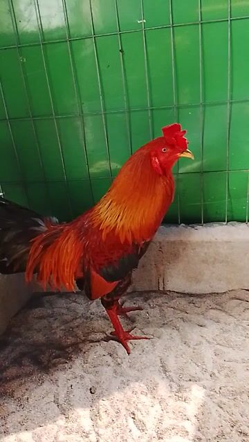 Gà Điều vàng  2k670. Mua bán Gà tại Huyện Củ Chi Tp Hồ Chí Minh được đăng bởi Phuongthanh Nguyen hình 1