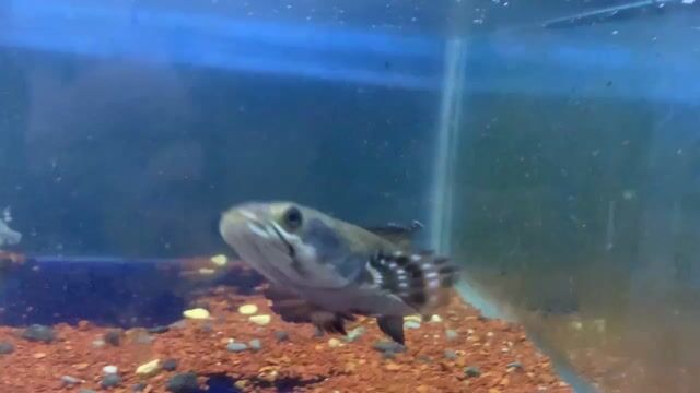 Cá cảnh Pháo hoa đóm vàng. Mua bán Thú cưng khác tại Quận 12 Tp Hồ Chí Minh được đăng bởi DungPhu hình 1