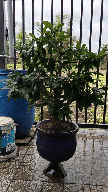 Mai vàng ghép SBBL lên chậu men cổ già mùa. Mua bán Cây cảnh, đồ trang trí tại Huyện Châu Phú An Giang được đăng bởi Thái gà hình 1