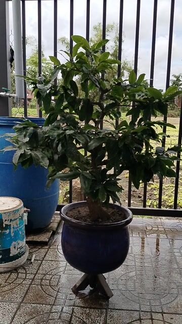 Mai vàng ghép SBBL lên chậu men cổ già mùa. Mua bán Cây cảnh, đồ trang trí tại Huyện Châu Phú An Giang được đăng bởi Thái gà hình 1
