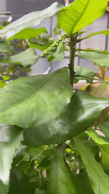 Cây Lộc Vừng 1m Khỏe mạnh. Mua bán Cây cảnh, đồ trang trí tại Quận Phú Nhuận Tp Hồ Chí Minh được đăng bởi Tâm  hình 1