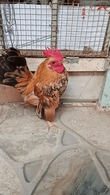 Gà trống Vàng 5 tháng. Mua bán Gà tại Thành phố Sóc Trăng Sóc Trăng được đăng bởi hải p3 hình 1