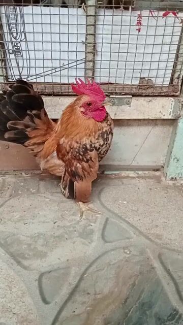 Gà trống Vàng 5 tháng. Mua bán Gà tại Thành phố Sóc Trăng Sóc Trăng được đăng bởi hải p3 hình 1