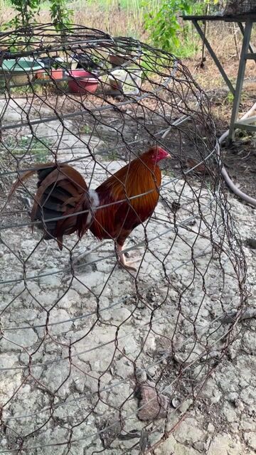 Gà chọi 1.35kg Nâu đỏ Đực. Mua bán Gà tại Huyện Mang Thít Vĩnh Long được đăng bởi nhựt anh hình 1
